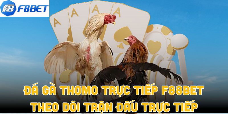 Đá Gà Thomo Trực Tiếp F88bet – Theo Dõi Trận Đấu Trực Tiếp