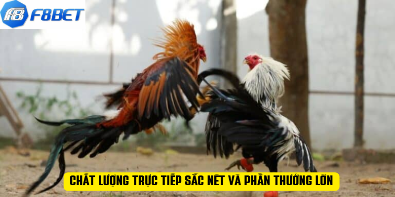 Chất lượng trực tiếp sắc nét và phần thưởng lớn