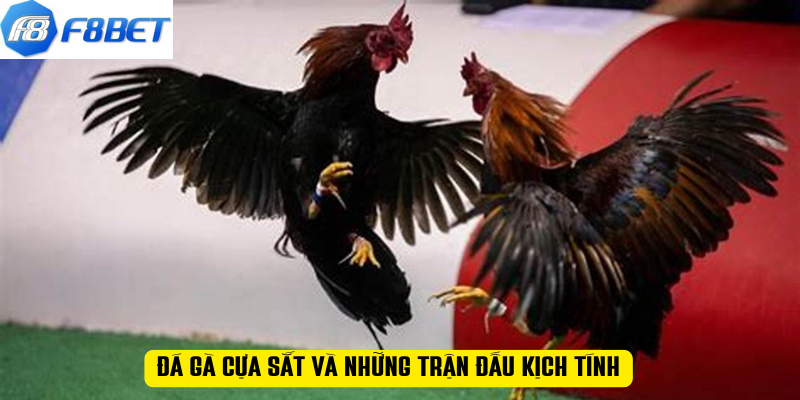 Đá gà cựa sắt và những trận đấu kịch tính