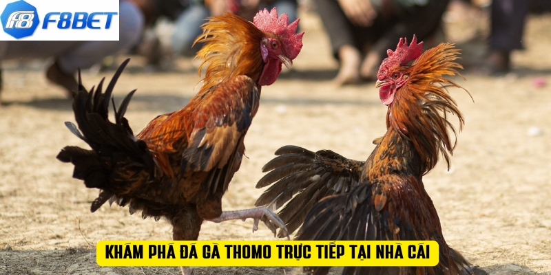 Khám phá đá gà Thomo trực tiếp tại nhà cái