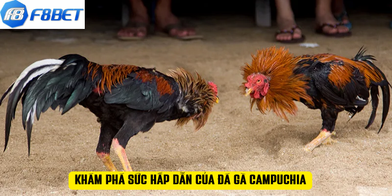 Khám phá sức hấp dẫn của đá gà Campuchia