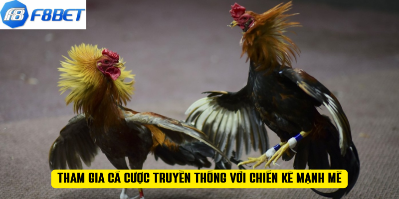 Tham gia cá cược truyền thống với chiến kê mạnh mẽ