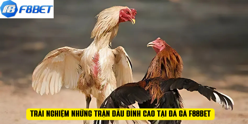 Trải nghiệm những trận đấu đỉnh cao tại đá gà F88BET