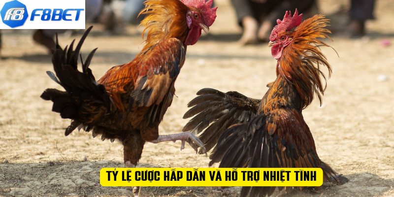 Tỷ lệ cược hấp dẫn và hỗ trợ nhiệt tình